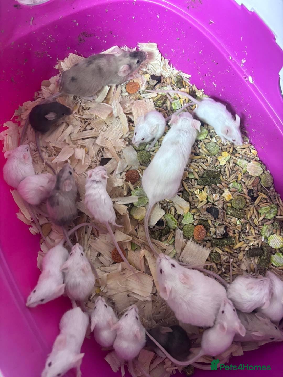 Mouse rodents Baby mice available - Advert 16