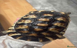 Tortoise reptiles for sale: Marinated tortoises for sale - Image 2