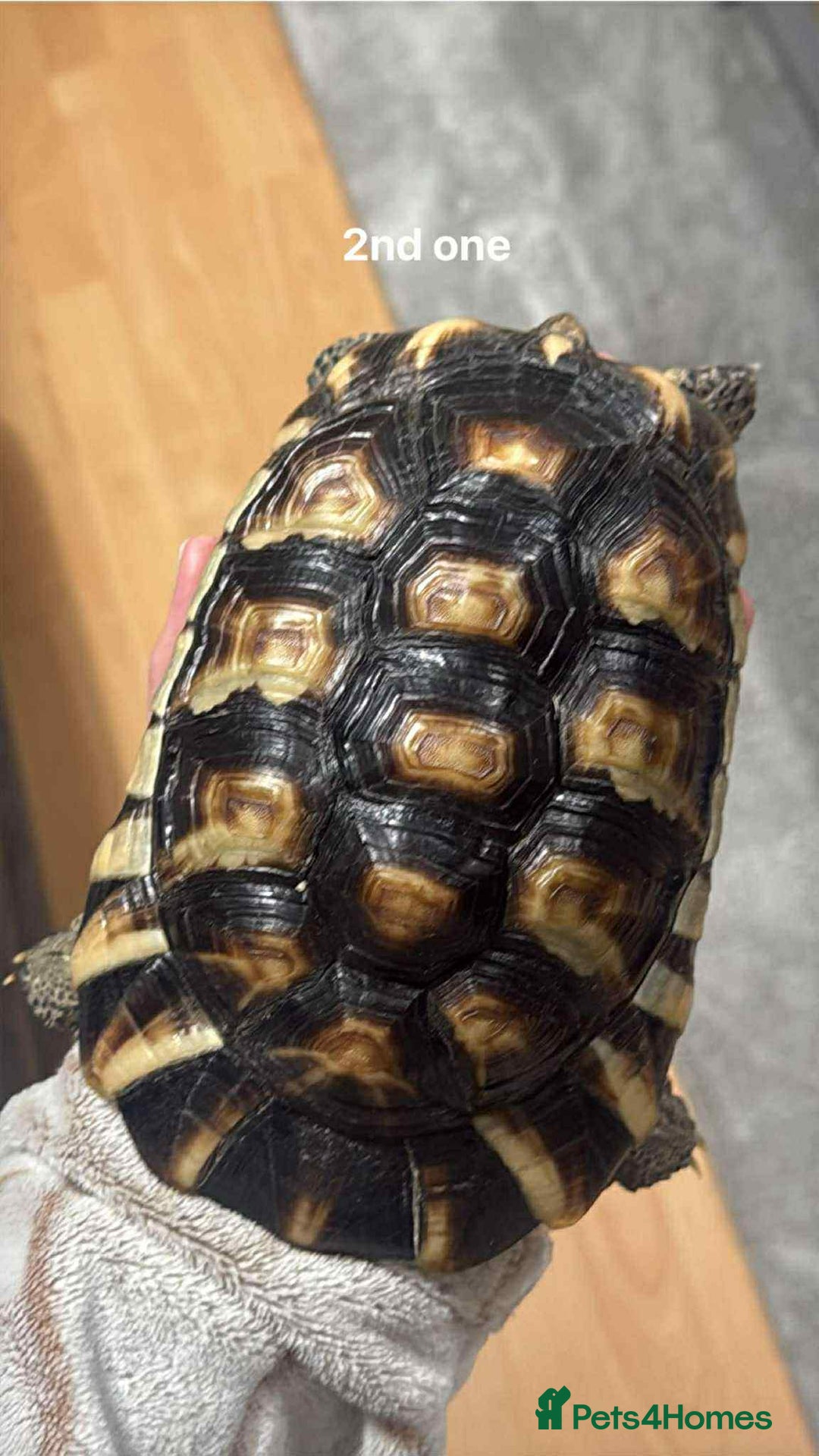 Tortoise reptiles for sale: Marinated tortoises for sale - Image 2