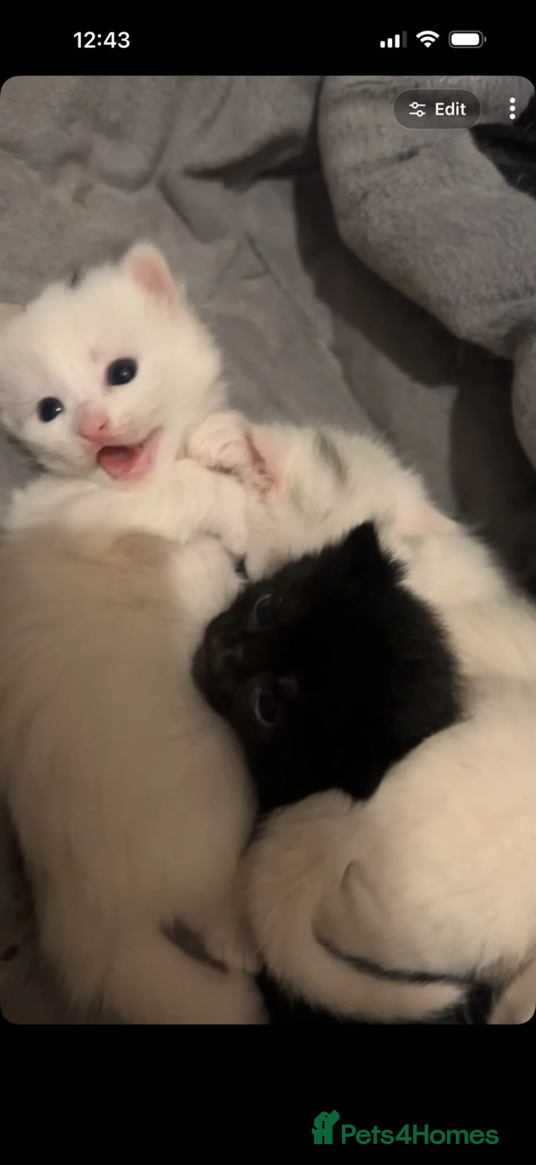 Domestic Shorthair cats for sale: Beautiful White Female Kitten – Loving Home Wanted - Advert 1
