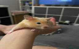 Hamster rodents for sale: Gorgeous male Syrian hamster  - Image 6