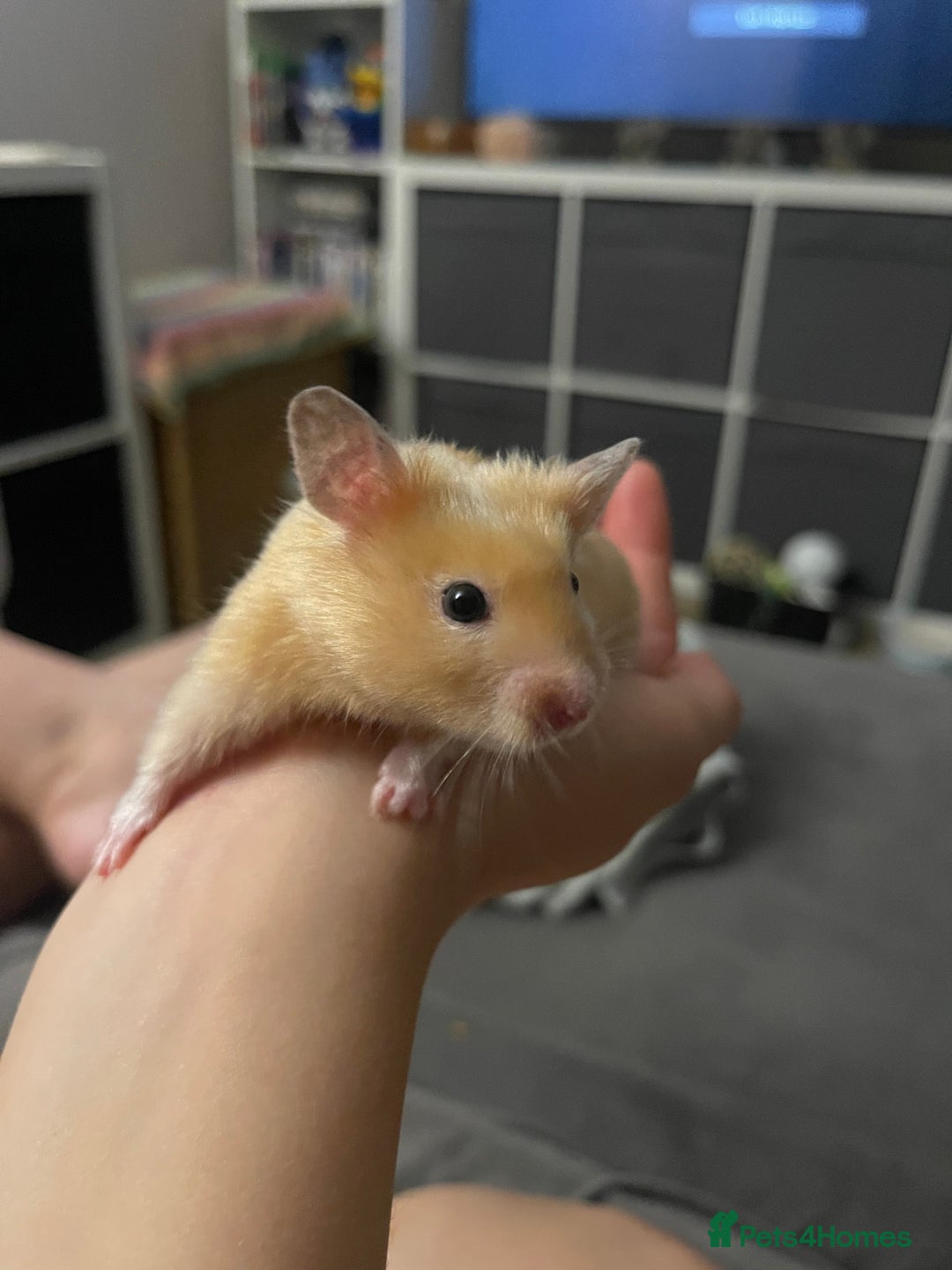 Hamster rodents for sale: Gorgeous male Syrian hamster  - Image 6