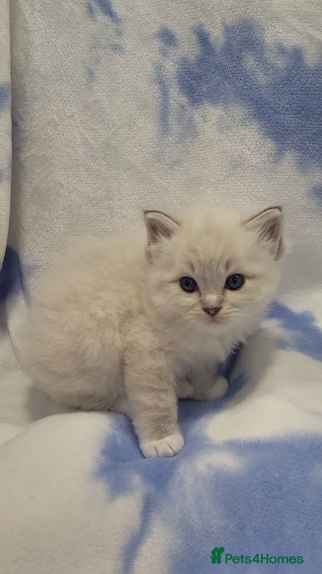 Ragdoll cats for sale: GCCF registered Males - Advert 4