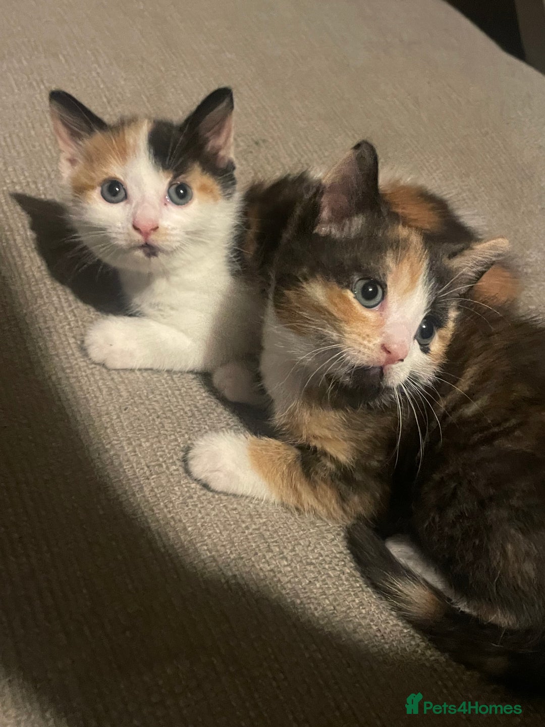 Mixed Breed cats for sale: 2 girl - Advert 3
