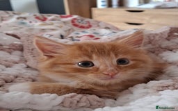 Maine Coon cats for sale: Absolutely Beautiful Half Maine Coon Male Kitten - Image 12