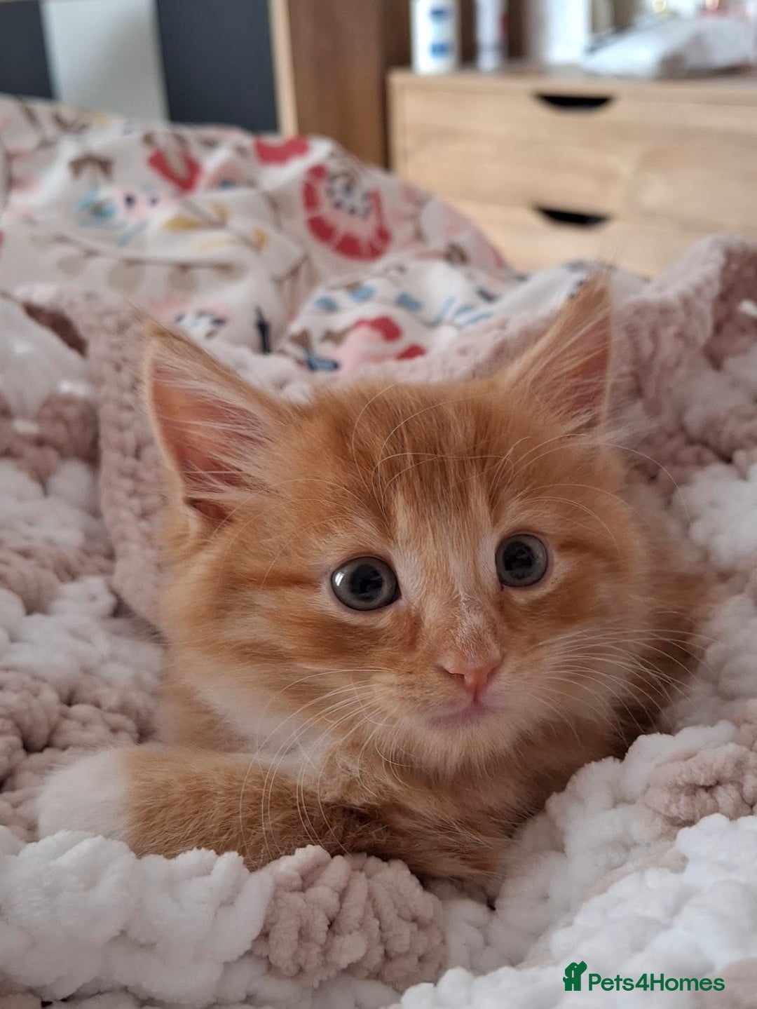 Maine Coon cats for sale: Absolutely Beautiful Half Maine Coon Male Kitten - Image 12