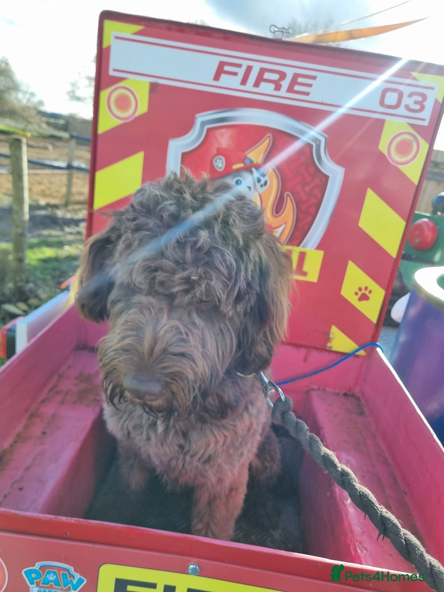 Lagotto Romagnolo dogs Stud only  - Advert 2