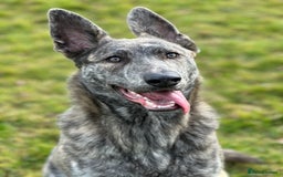 Mixed Breed dogs for sale: Looking for good home - Image 6