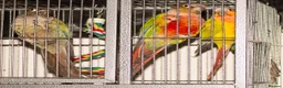 Conures birds for sale: Male Mutation Green Cheek Conures - Advert 5