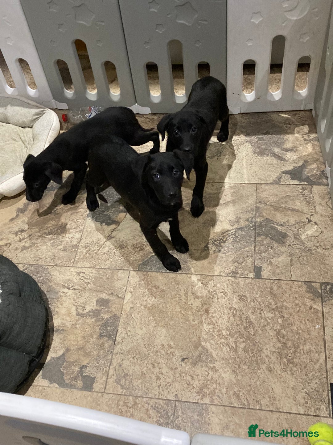 Labrador Retriever dogs for sale: Labrador pups (Black) - Advert 5