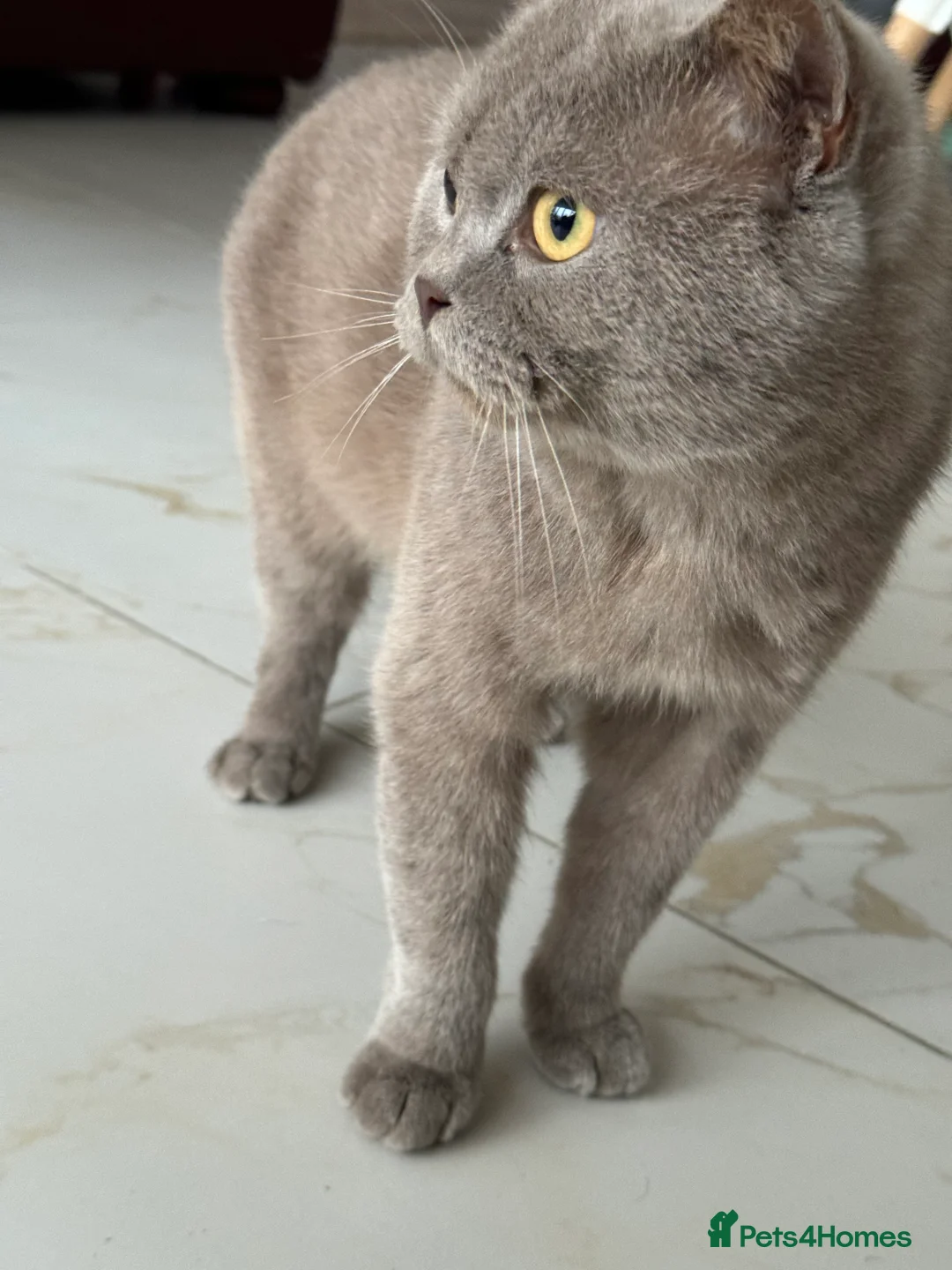British Shorthair cats for sale: 3 year old british short hair, male - Advert 5