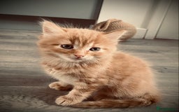 British Longhair cats for sale: 4 gorgeous fluffy kittens - Image 9