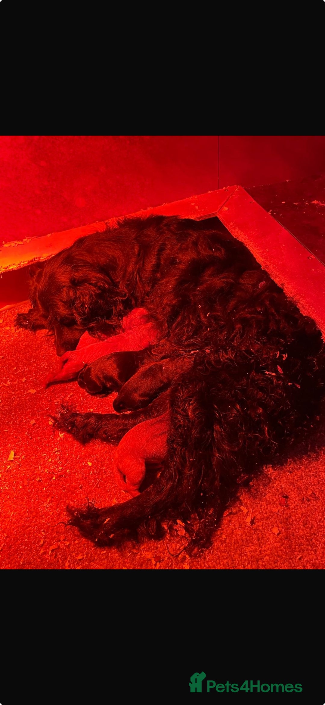 Cockapoo dogs for sale: Beautiful cockerpoo puppies  - Image 9