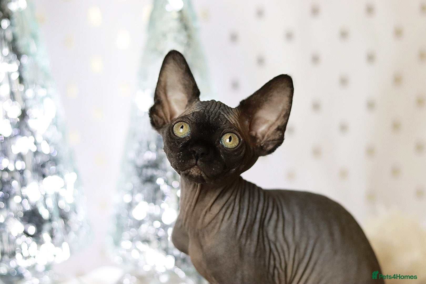 Sphynx cats Sphynx Black Solid Girls  - Advert 6