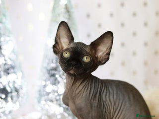 Sphynx cats Sphynx Black Solid Girls - Advert 8