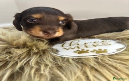 Miniature Dachshund dogs for sale: 🤍🐾🐻 READY TO GO 1ST SEPTEMBER 🐻🐾🤍 - Image 6