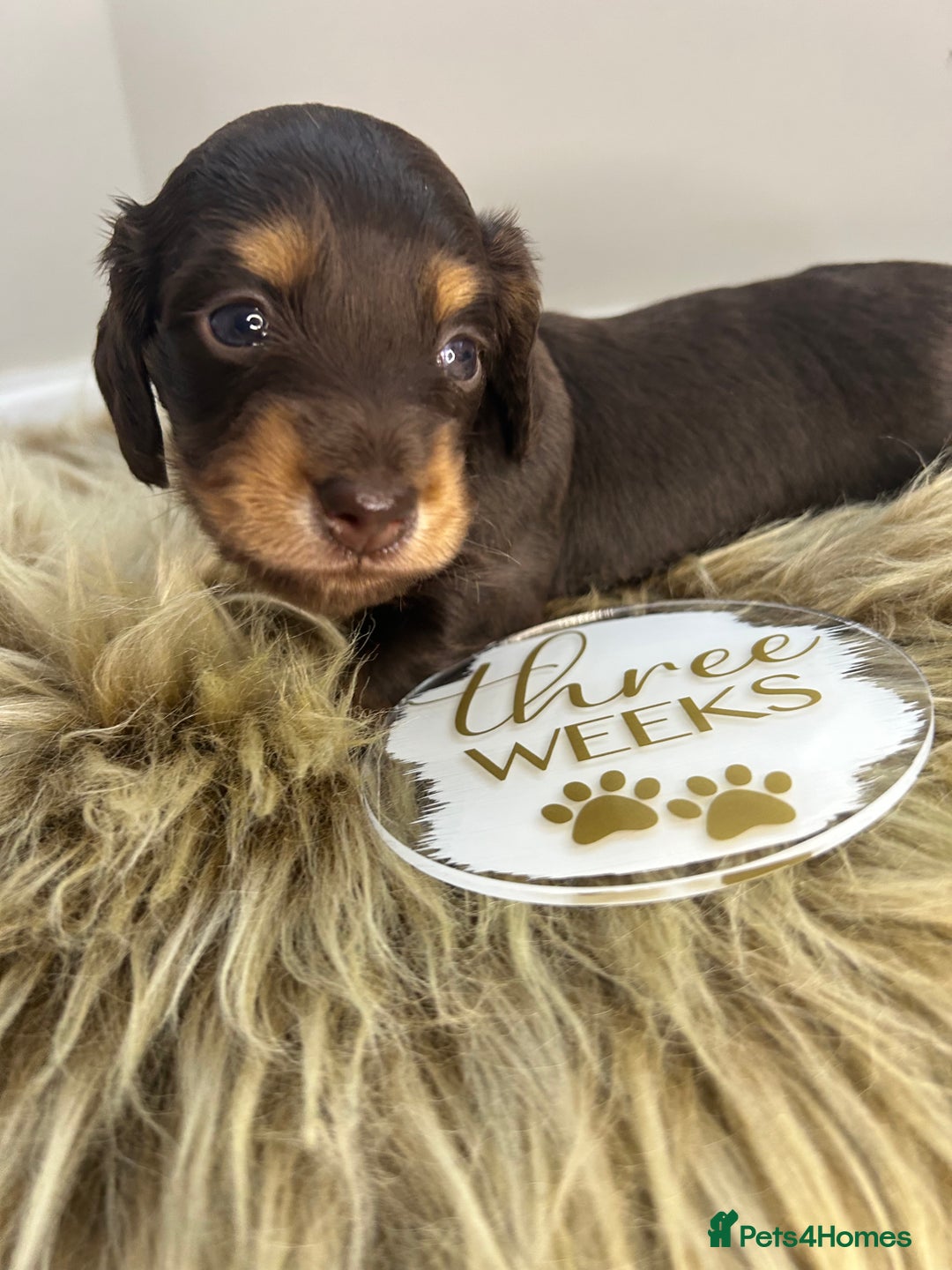 Miniature Dachshund dogs for sale: 🤍🐾🐻 READY TO GO 1ST SEPTEMBER 🐻🐾🤍 - Image 6