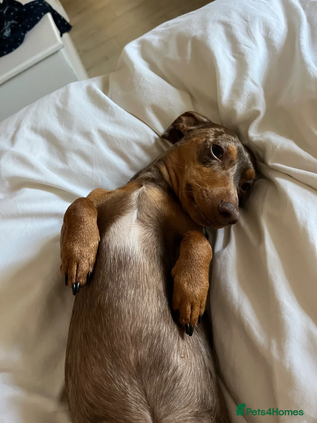 Dachshund dogs for sale: Miko & Atis - 2 beautiful male dachshunds - Advert 2