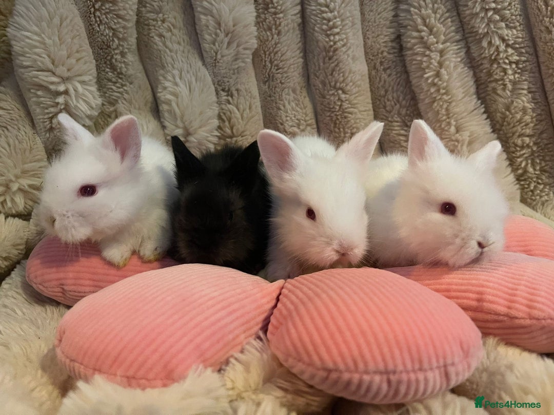 Mini Lion Lop rabbits for sale: Mini lionhead and teddy bear lop cross  - Advert 2
