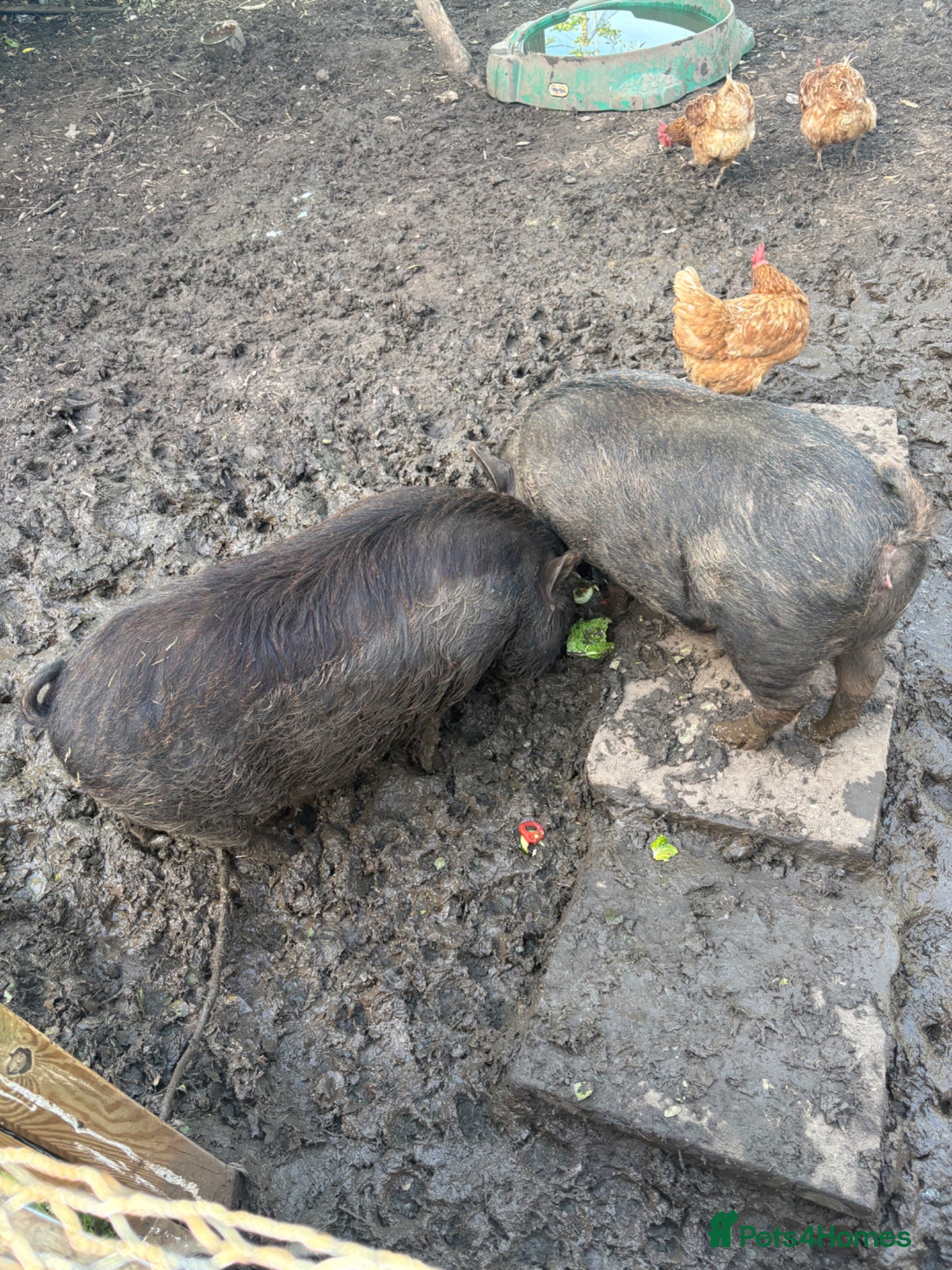 Pig livestock Pigs for Sale Mini pigs  - Advert 2