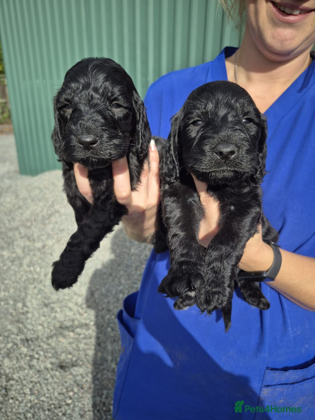 Cockapoo dogs for sale: Cockapoo Puppies  - Image 4