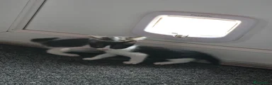 Mixed Breed Kitten 2