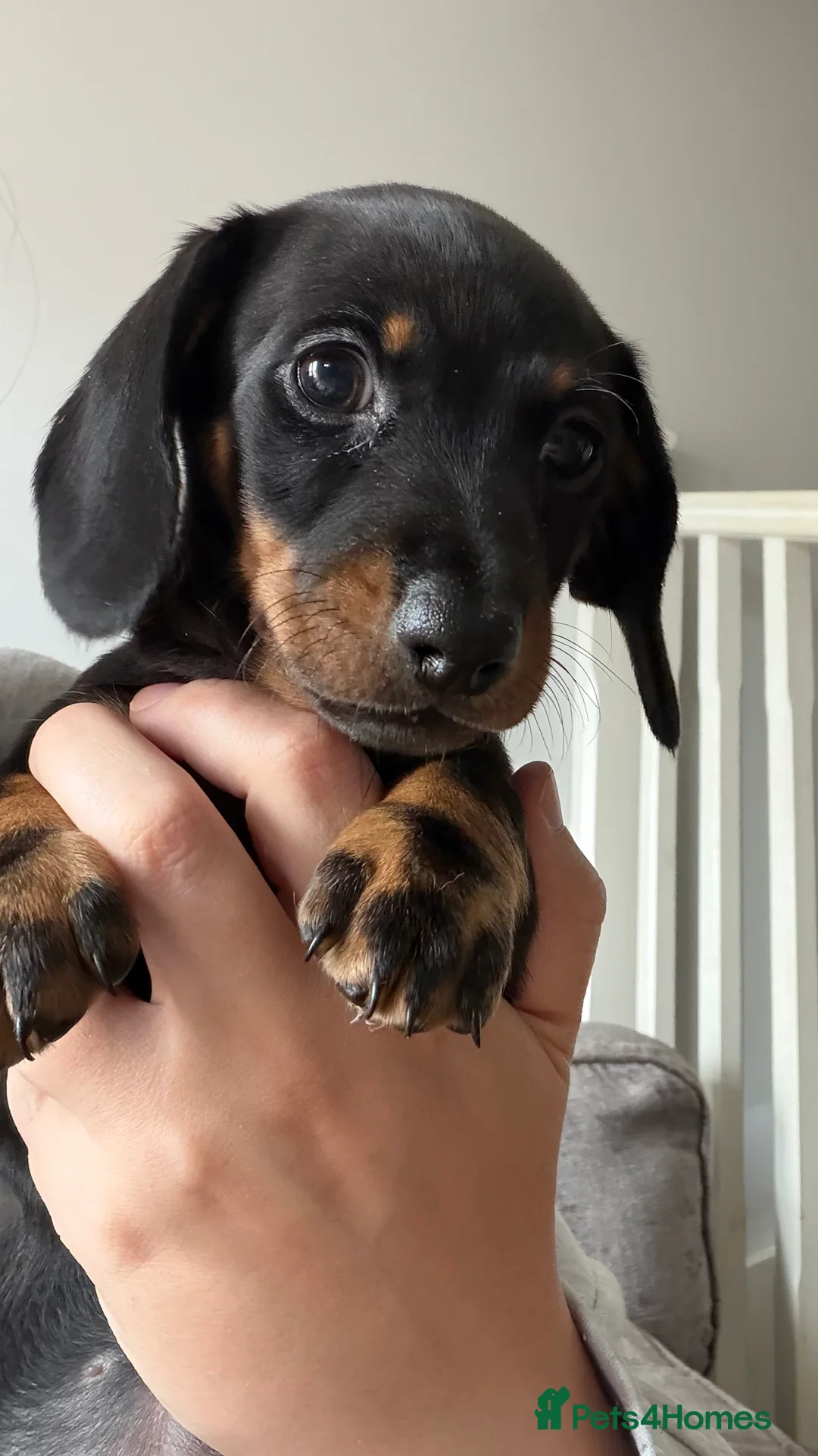 Miniature Dachshund dogs for sale: Miniature Dachshund for sale! - Advert 2