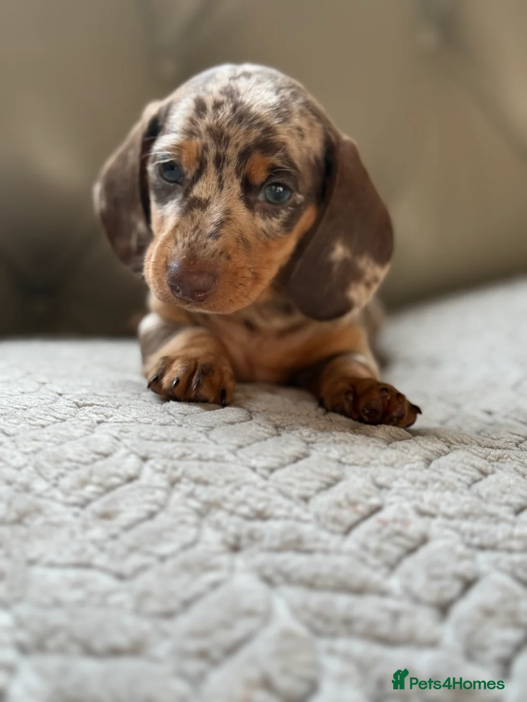 Miniature Dachshund dogs for sale: 🎀 SHOW QUALITY KC REGISTERED MALES AND FEMALES 🎀 - Advert 7