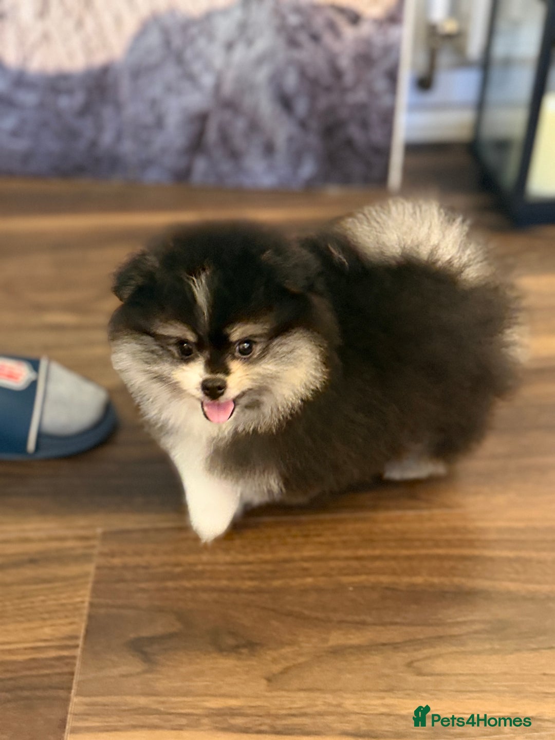 Pomeranian dogs for sale: Pomeranian puppy for sale - Advert 4