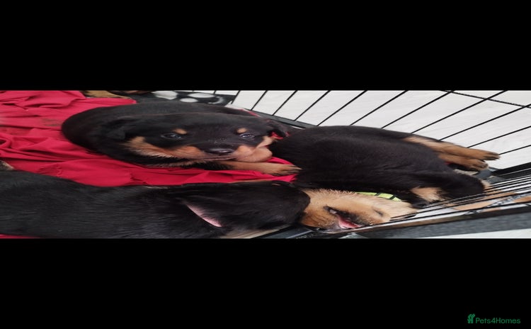 Rottweiler dogs - Advert 1