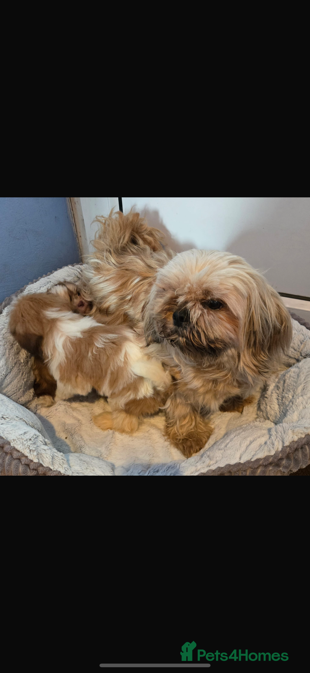 Shih Tzu dogs for sale: Shihzu pup for sale  - Image 6