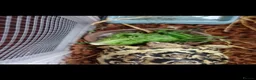 Tortoise reptiles for sale: Leopard tortoises  - Advert 3