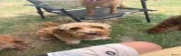 Cockapoo dogs for stud: Proven F1 male cockapoo for STUD in Pershore - Advert 3