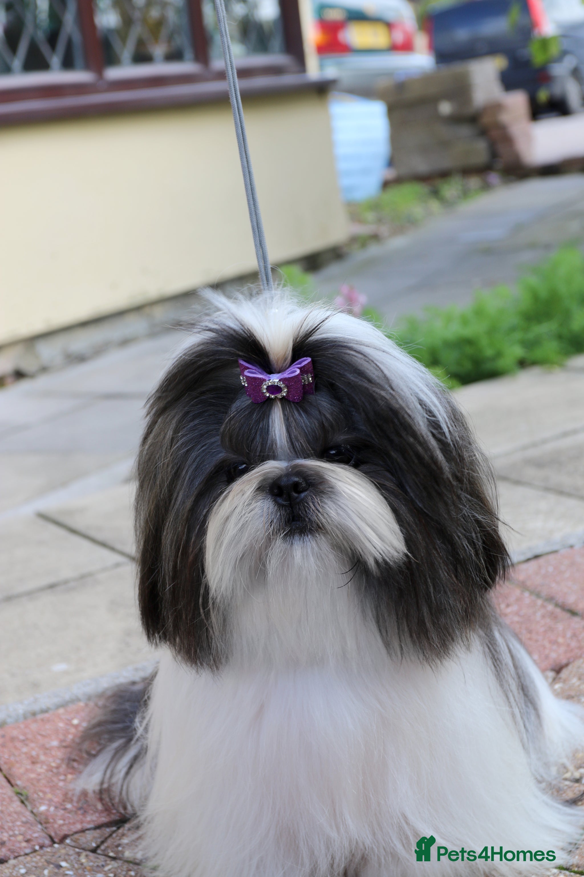 Shih Tzu breeders | Pets4Homes