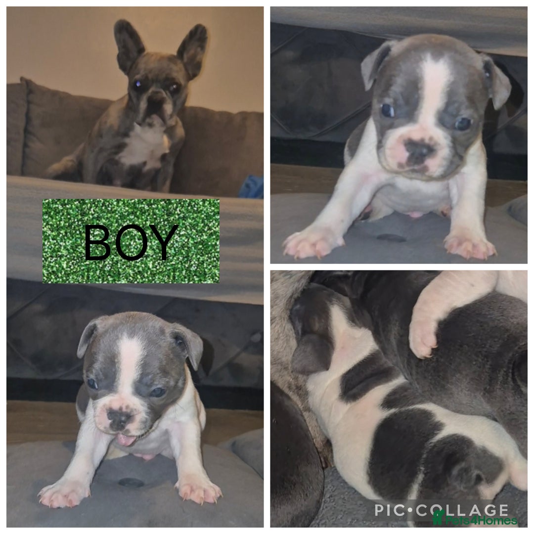 French Bulldog dogs for sale: 5 french bulldogs left!! Ready now! - Advert 15