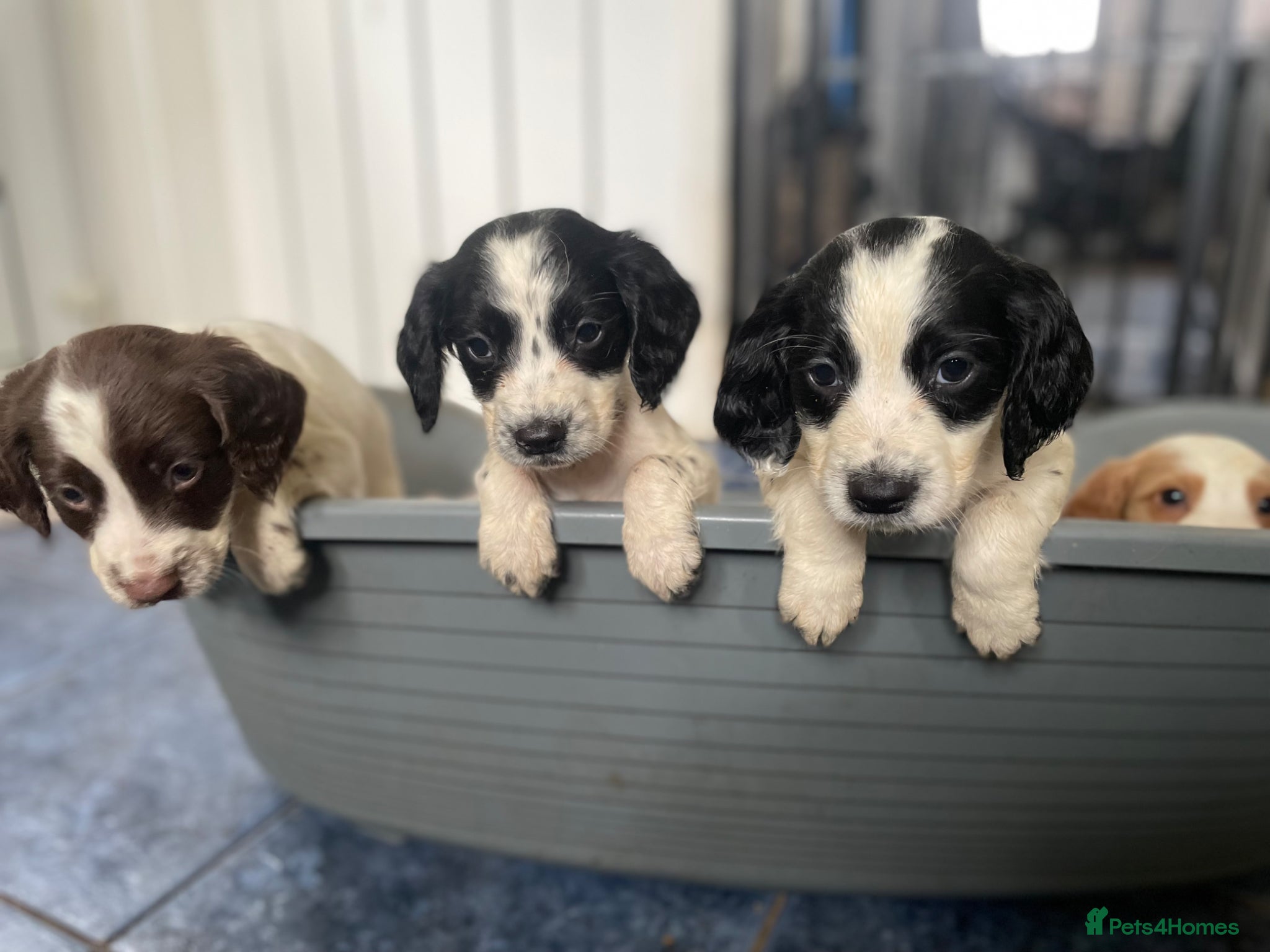 Sprocker dogs 8 sprocker spaniel puppies for sale 🌟  - Advert 8