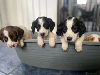 Sprocker dogs 8 sprocker spaniel puppies for sale 🌟 - Advert 8