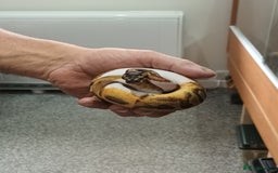 Python Snake reptiles for sale: Ball Python and vivarium - Image 8