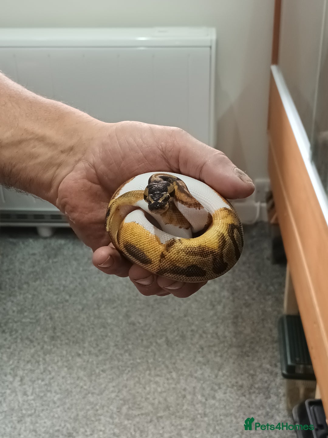 Python Snake reptiles for sale: Ball Python and vivarium - Image 8