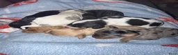 Mixed Breed dogs for sale: 🐶 🐾 Beautiful Cavapoochon Puppies 🐾 - Advert 31