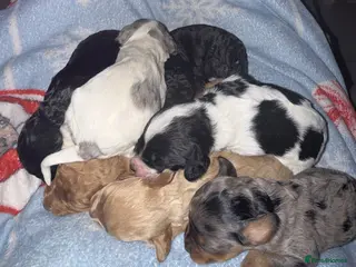 Mixed Breed dogs 🐾 READY NOW - Cavapoochon Puppies 🐾 - Advert 2