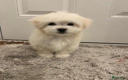 Maltipoo dogs for sale: 🐾Maltipoo puppy’s 🐾  - Image 1