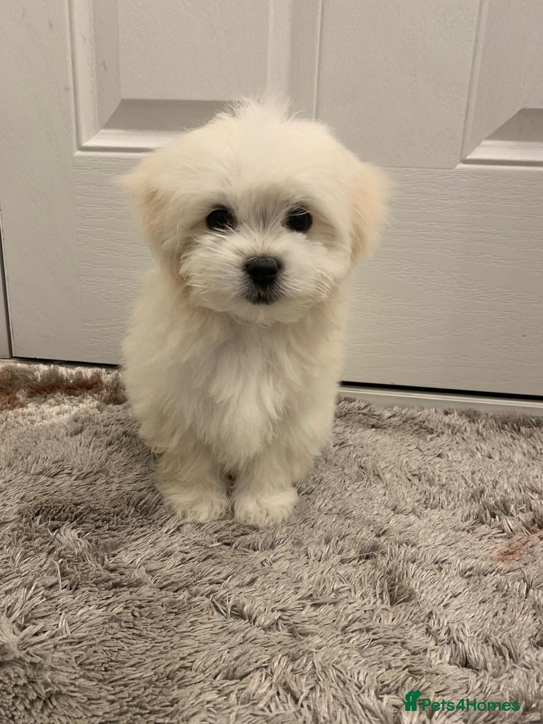 Maltipoo dogs for sale: 🐾Maltipoo puppy’s 🐾  - Image 1