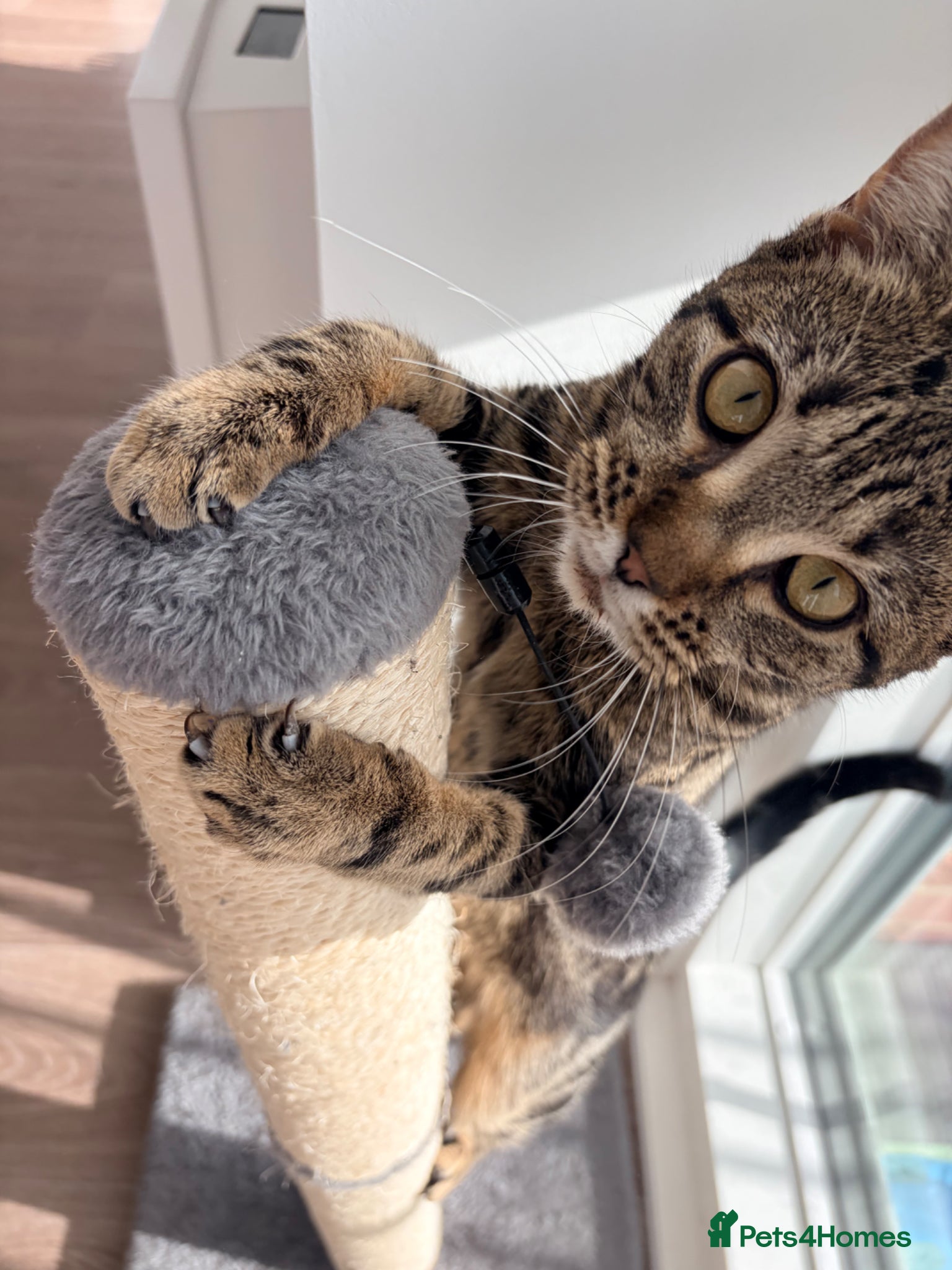Mixed Breed cats Black &Tabby Kittens – Lovingly Raised, Ready soon - Advert 1