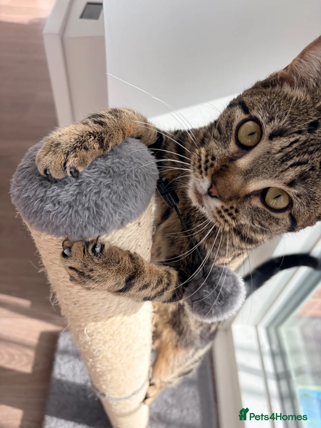 Mixed Breed cats for sale: Black &Tabby Kittens – Lovingly Raised, Ready soon in Feltham - Advert 1