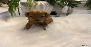 Maltipoo dogs 🌟 Luxury Rare Brown Asian Teddy Maltipoo - Advert 1