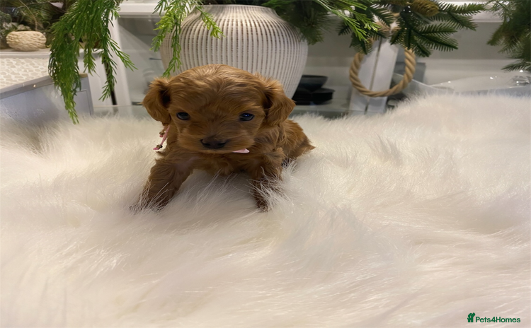 Maltipoo dogs 🌟 Luxury Rare Brown Asian Teddy Maltipoo - Advert 4