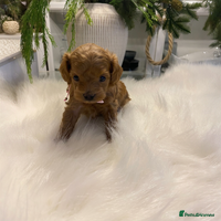 Maltipoo dogs 🌟 Luxury Rare Brown Asian Teddy Maltipoo - Advert 1