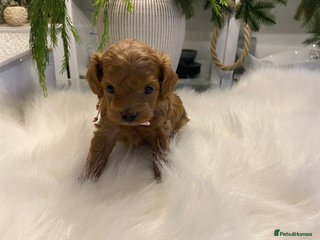 Maltipoo dogs 🌟 Luxury Rare Brown Asian Teddy Maltipoo - Advert 16