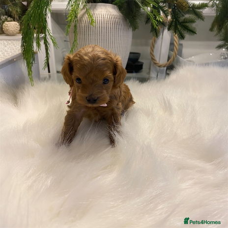 Maltipoo dogs 🌟 Luxury Rare Brown Asian Teddy Maltipoo - Advert 4